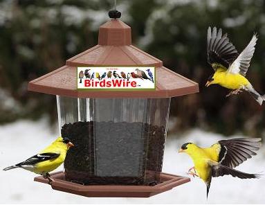 Gazebo bird feeder